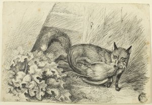 Fox som stjäl en kuk