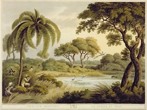 Påfågelskytte, från Oriental Field Sports, pub. av Edward Orme, 1807 (tryck)