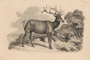 En Buck and Two Doe av Samuel Howitt