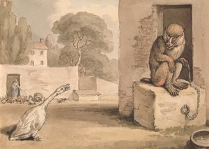 En gås och en babian av Samuel Howitt