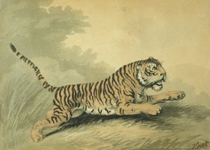 En tiger som hoppar till höger, 1807