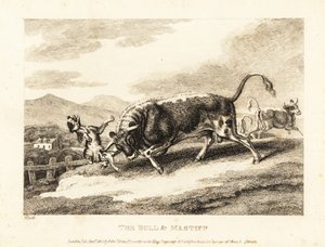 En tjur slår ihjäl en hund på ett fält. 1811 (etsning) av Samuel Howitt