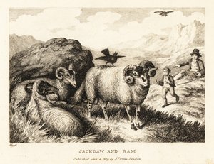 En kaja sjunger på ryggen av en bagge. 1811 (etsning) av Samuel Howitt
