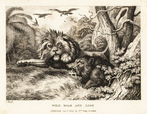 Ett lejon och vildsvin slåss medan gamar cirklar ovanför. 1811 (etsning)
