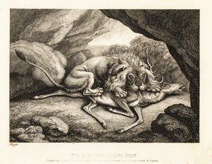 Ett lejon som äter kadavret av en hjort i en grotta. 1811 (etsning)