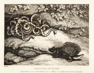 Ett piggsvins vassa fjäderpennor driver ut ett bo av ormar från en cav 1811 (etsning)