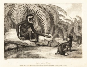 En svanslös apa ber en räv om en del av hans svans. Apa och räv. 1811 (etsning)