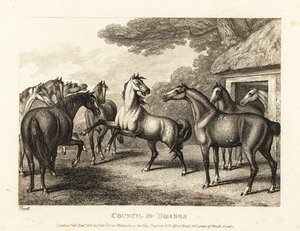 En ung hingst försöker väcka upp ett myteri i stallet. 1811 (etsning) av Samuel Howitt