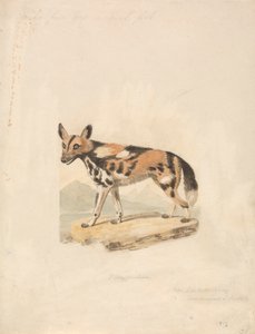 Abessinier hund
