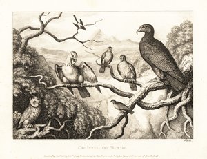 En örn presiderar över en fågelgård i ett träd. 1811 (etsning) av Samuel Howitt