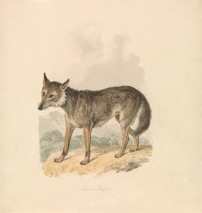 Canis Lupus, eller grå varg av Samuel Howitt
