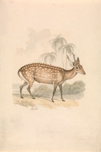Hog Deer av Samuel Howitt