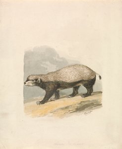 Honungsgrävling av Samuel Howitt