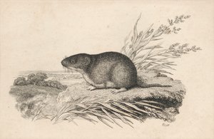 Bisamråtta av Samuel Howitt