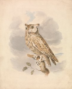 Scops Owl av Samuel Howitt