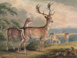 Stag, Doe och Fawns av Samuel Howitt