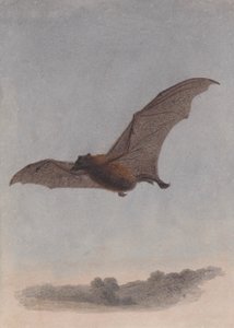 Studie av en vampyrfladdermus av Samuel Howitt