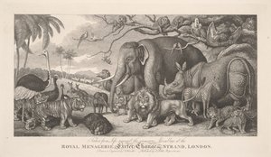 Tecknad efter livet, bland den talrika samlingen vid Kungliga menageriet, Exeter Exchange, Strand, London av Samuel Howitt
