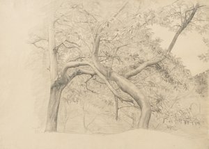 Ett snår av träd i lövverk, 1884 (grafit på gulfärgat papper)