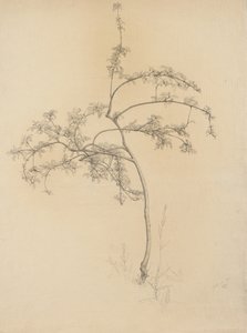 Blommande träd, 1884 (grafit på polerat papper)