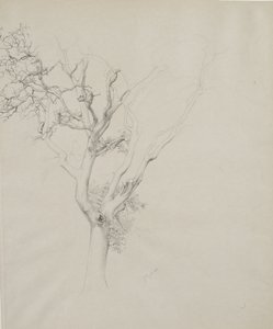 Trädstudie, 1884 (grafit på grått vävt papper)
