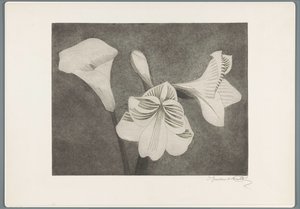 Amaryllis och arum av Samuel Jessurun de Mesquita (signed by artist)