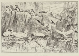 Fåglar på Bass Rock, i Natural History Museum, South Kensington
