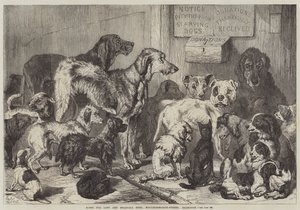 Hem för vilsna och svältande hundar, Hollingsworth-Street, Islington