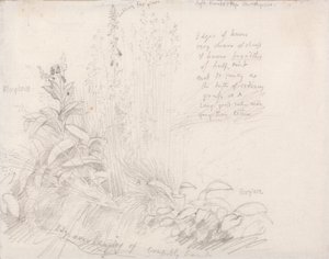 Foxgloves av Samuel Palmer