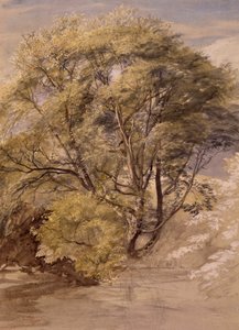 Study of a Willow Tree, c.1850 (akvarell på papper) av Samuel Palmer