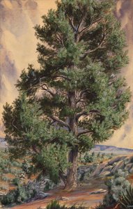 Tall av Sandow