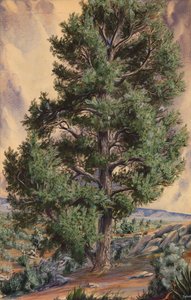 Pine Tree, n.d. av Sandow
