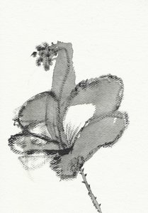 Monokrom blomsterstudie av Santhosh ch