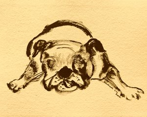 Lekfull bulldoggskiss av Santhosh ch