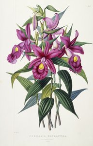 Sobralia Macrantha, ca 1837-43