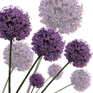 Allium Fernandez, 2004 (digital) av Sarah Hough