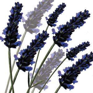 Sweet Lavender, 2004 (digital) av Sarah Hough