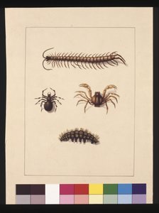 Sida 11. Insekter i New South Wales. Nu känd som vanlig tusenfoting, spindelsläktet Isopeda, soldatkrabba, larv, ca 1789-90 (akvarell)