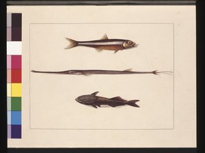 Sida 13. Catherine, Tobak, Pip Fish, Remora Fish. Nu känd som ansjovis, flöjtmun och sugande fisk, ca 1789-90 (akvarell)