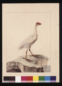 Sida 16. Vit Fulica. Nu känd som en White Gallinule (utdöd), c.1789-90 (akvarell)