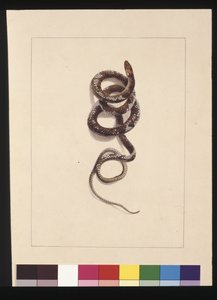 Sida 20. Orm nr.1. Nu känd som en brun orm, ca 1789-90 (akvarell)