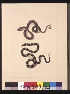 Sida 21. Ormar nr 1 & nr 2. Nu känd som en ung diamantorm & en bandybandy, ca 1789-90 (akvarell)