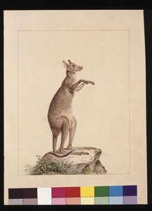 Sida 22. En känguru. Nu känd som en känguru. Möjligen av Charles Catton Junr, ca 1789-90 (akvarell)