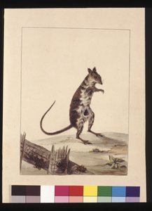 Sida 27. Poto Roo eller Kängururåtta. Nu känd som en Rufous Rat, känguru, ca 1789-90 (akvarell)