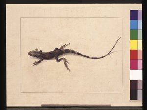 Sida 31. Muriced Lizard. Nu känd som en träddrake, ca 1789-90 (akvarell)