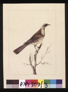 Sida 3. Knopp, Fronted Bee Eater: Signerad l.c. Sarah Smith. Nu känd som en friarfågel, ca 1789-90 (akvarell) av Sarah Stone
