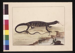 Sida 6. Brokig ödla. Nu känd som en Goanna, ca 1789-90 (akvarell)