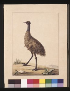 Sida 7. New Holland kasuar. Nu känd som en Emu, ca 1789-90 (akvarell)