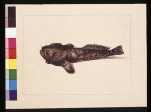 Sida 8. Tveksam Lophius. Nu känd som en grodafisk, ca 1789-90 (akvarell) av Sarah Stone