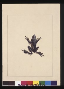 Sida 9. Blå grodan. Nu känd som en grön trädgroda, ca 1789-90 (akvarell)